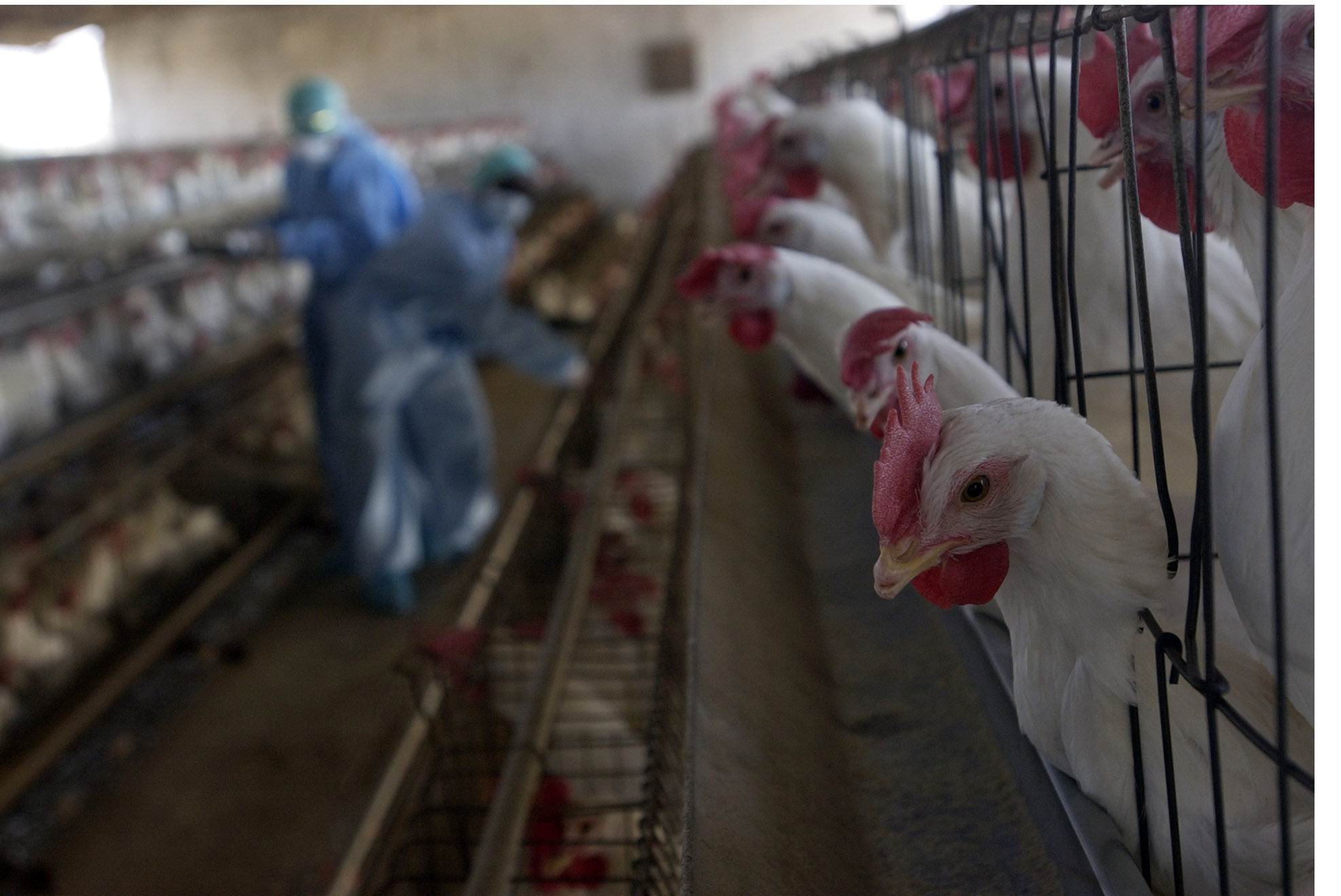 Amid COVID-19 Outbreak, Europe Hit By Bird Flu Scare, Germany To Cull ...