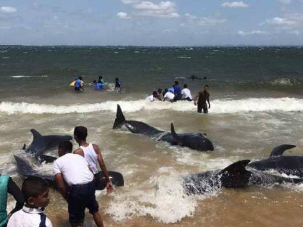 After 100+ Pilot Whales Get Stranded on Beach, Sri Lankans Mount Epic  Rescue – The Wire Science