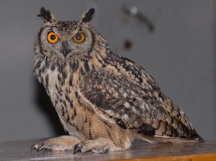 Amid Diwali, Forest Officials Are Busy Protecting Owls & Turtles Who Are  Used For Black Magic