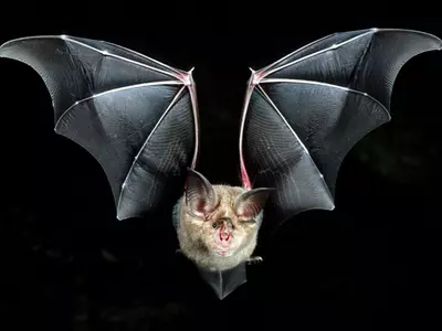 bats future prey