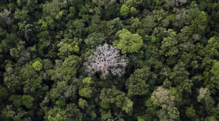 Google's New AI Platform Will Help Cities Plant Trees Smartly To Limit ...