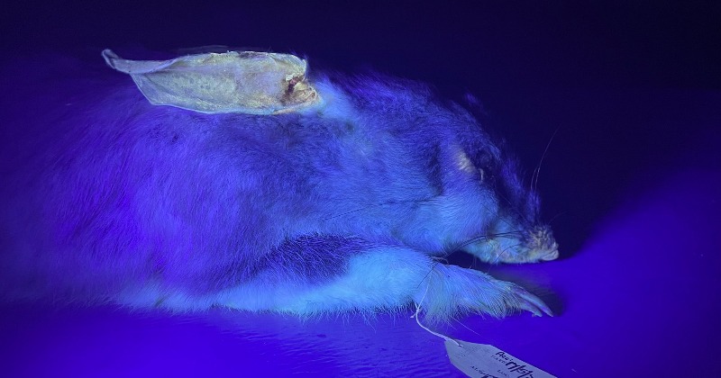 platypus glow in the dark