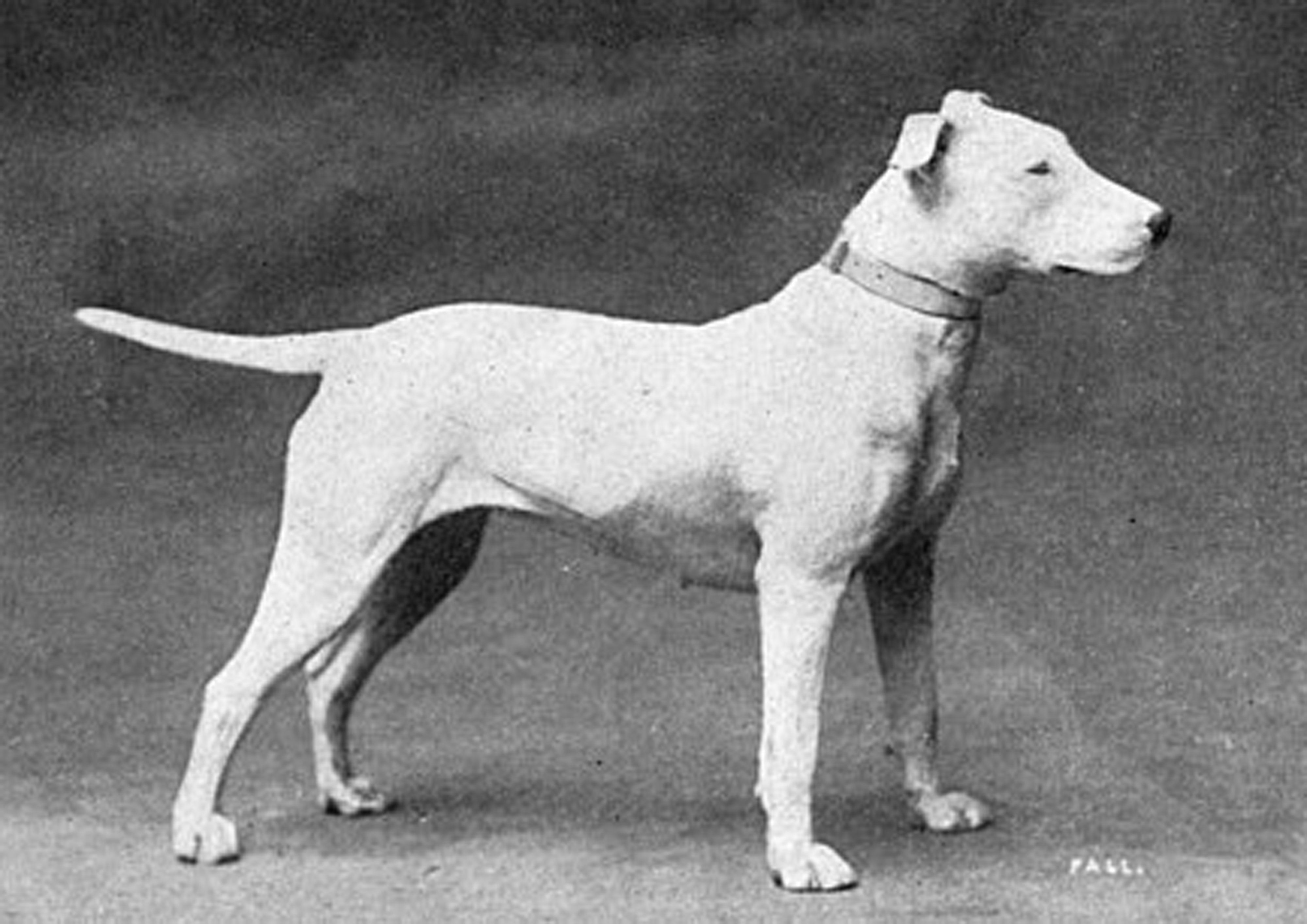 Bull Terrier Then & Now