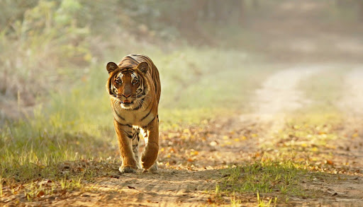 trenches have been dug up along the boundary of Dudhwa Tiger Reserve 