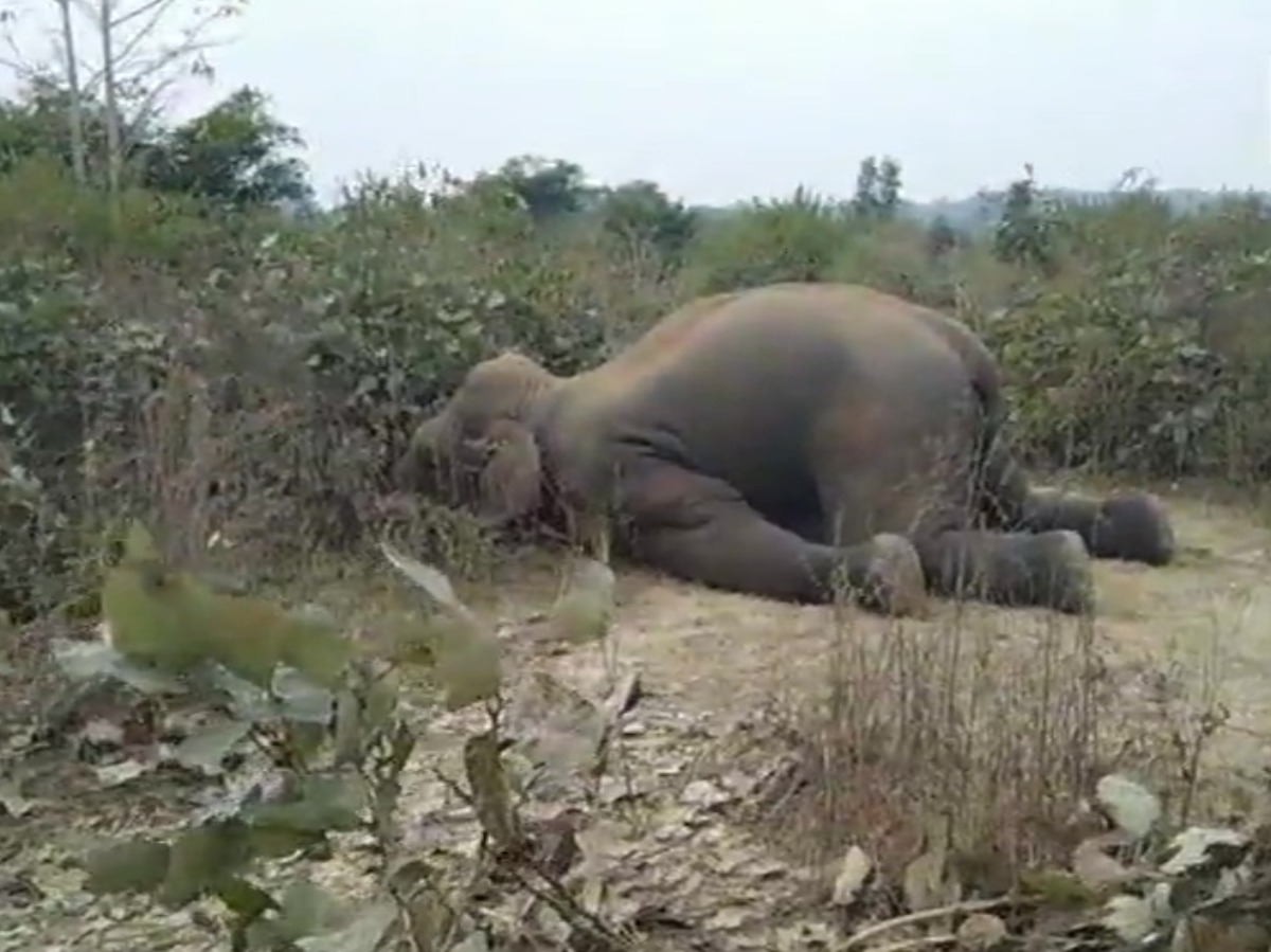 Wild Elephant Dies Of Electrocution In Jabalpur, Second Such Case In MP