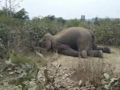 Wild Elephant, Electrocution, Jabalpur, Elephant Death, Wild Elephant Death India