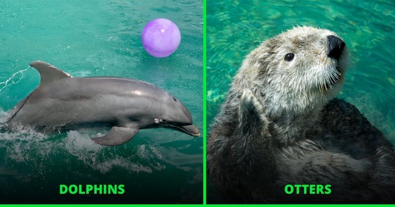 15 Endangered Marine Mammals Are At COVID-19 Risk From Human Wastewater