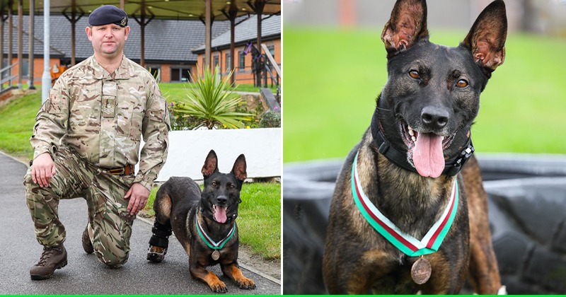 Meet Kuno! 4-Yr-Old Dog Who Got Bravery Medal For Taking Down Al-Qaeda ...