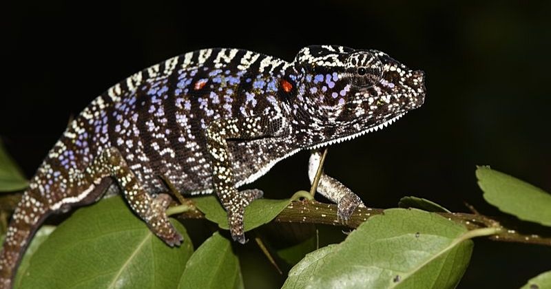 Rare Chameleon Spotted 100 Years After It Was First Discovered In ...