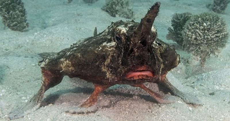 Using Fins For Legs Caribbean Fish Walks On Ocean Floor