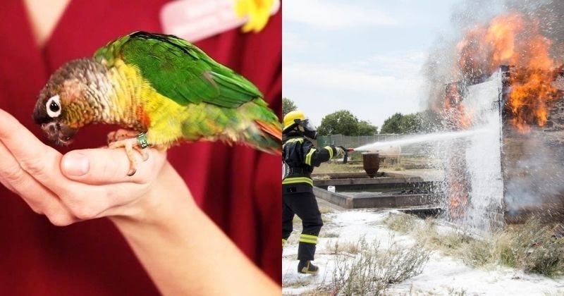 rescue birds dangers