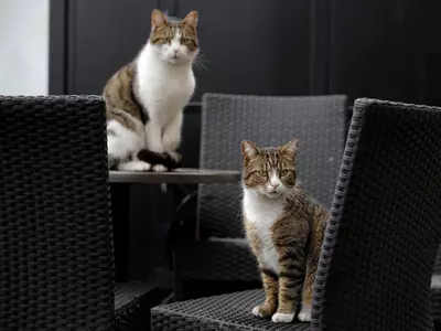MeowTalk: New Translation App By Former Alexa Engineer Lets You Talk To Your Pet Cat