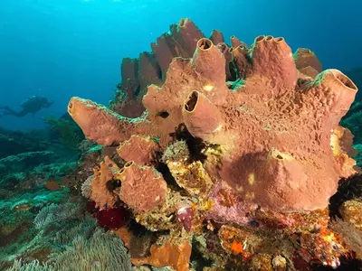 Humans Genes Linked To 700 Million-Year-Old Sea Sponges, Says New Study