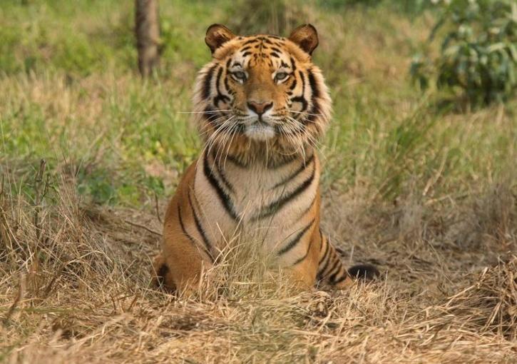 Royal Bengal Tiger Attacks Two In Assam Town