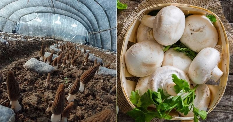 मशर म स व द प ष ट कत ह नह ख त क ज य द चर च म न फ क वजह स प र फ शनल भ ह रह आकर ष त How To Earn Money From Mushroom Farming All You Know Here