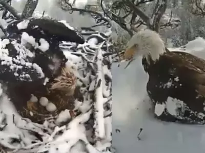 mother eagle protects eggs in snow storm
