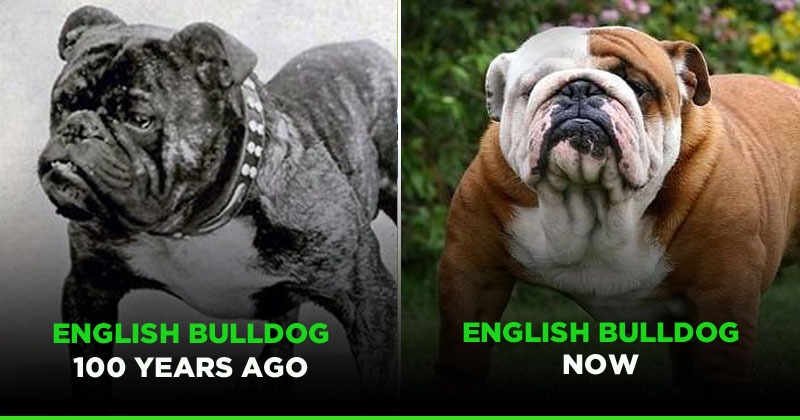 British bulldog 100 years hot sale ago