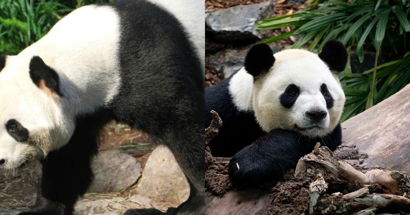 Canada Sends Back Giant Pandas To China After Its Zoo Runs Short Of ...