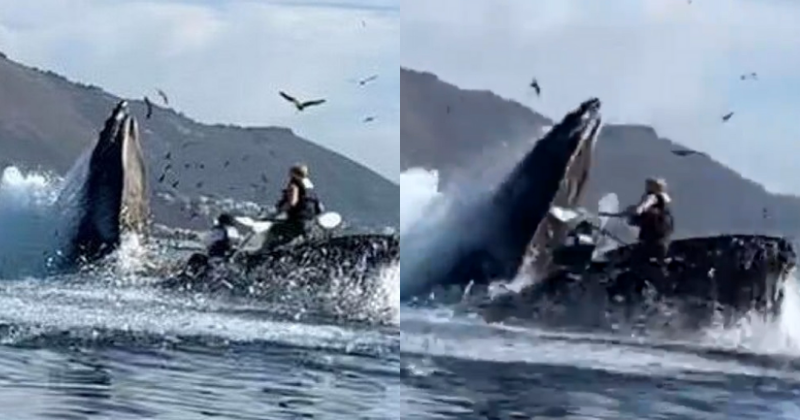 Humpback Whale Swallows Kayakers: A Miraculous Survival Story
