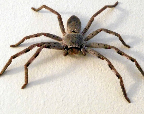 Man Huntsman Spider Live In His House