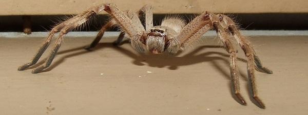 Man Lets Huntsman Spider Live In His House