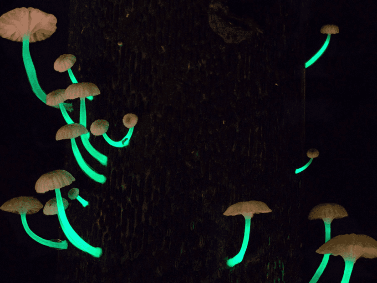 Bioluminescent Fungi, Western Ghats, Goa