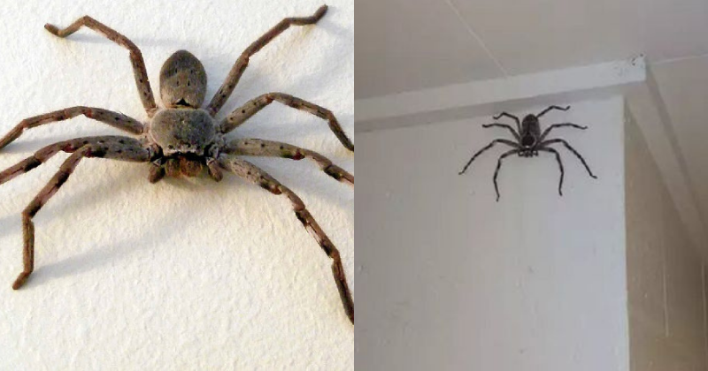 Mindful kæmpe Folde Man Lets Huntsman Spider Live In His House