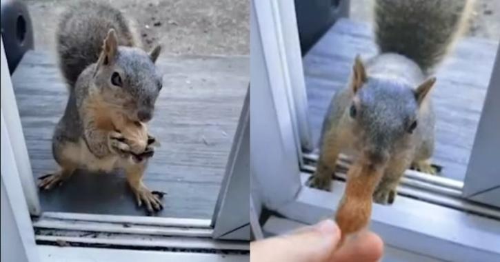 Adorable Squirrel Waits At Doorstep To Collect Peanuts