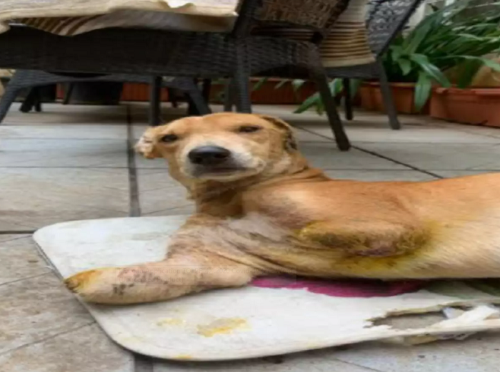 Couple Throws Acid On Stray Dog