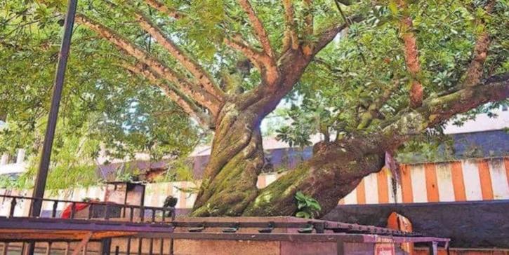 A Tree Thought To Have Gone Extinct Around 200 Years Ago Is ...