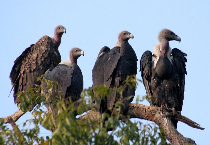 Proud Moment! Indian Conservationist Who Saved Vultures From Extinction ...