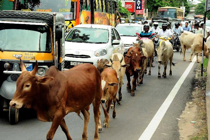 Stray cows