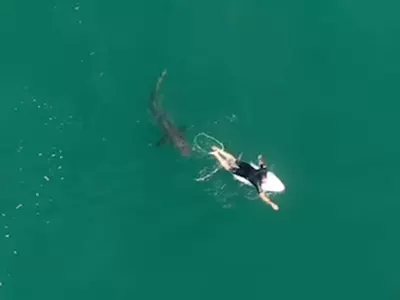 shark drone 