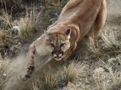 cougar attacks hiker
