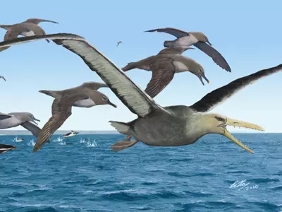 With 21 Ft Wingspans, Scientists Rediscover The Largest Birds In The History Of Earth