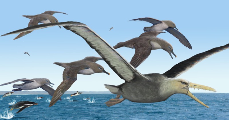 scientists-rediscover-largest-birds-in-earth-s-history-with-20-feet