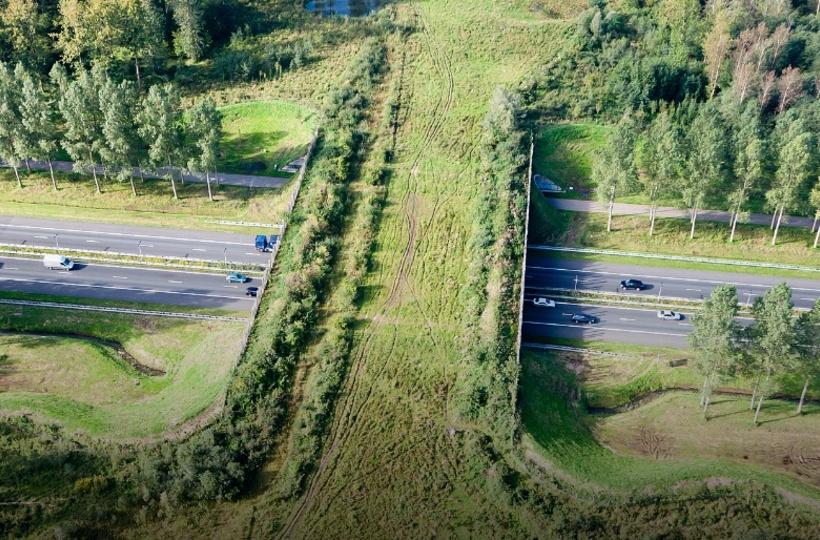 Delhi-Mumbai E-way To Have 5 'Animal Bridges' Delhi-Mumbai E-way To Have 5 'Animal Bridges'