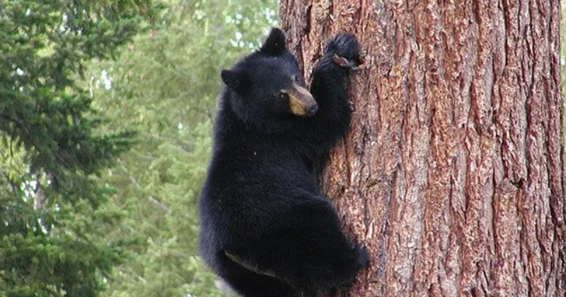 Black Bear Climbs A Tree And Calls Out For Help