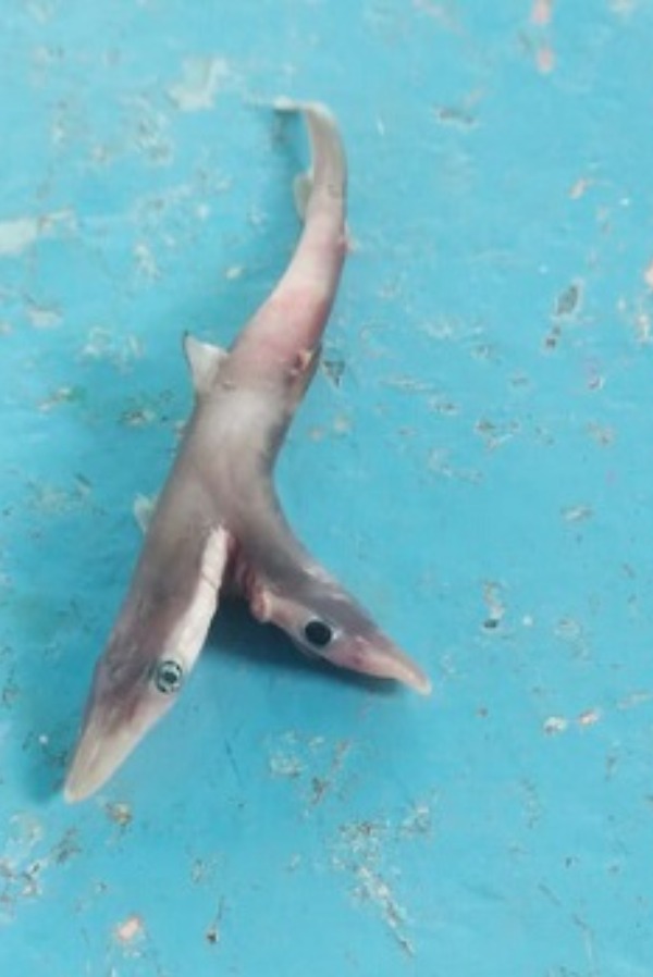 Rare Two Headed Baby Shark Found By Palghar Fisherman