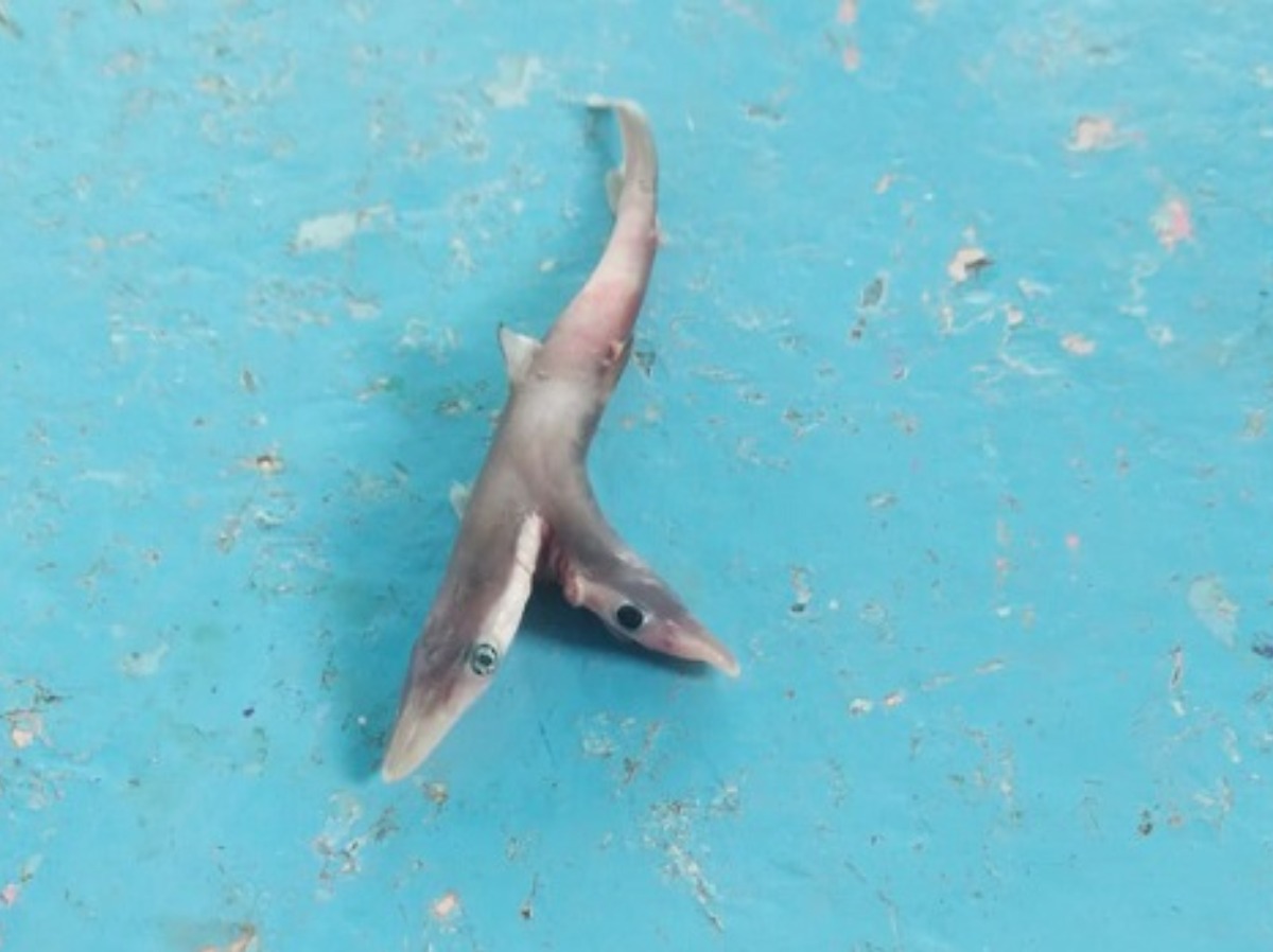 Rare Two Headed Baby Shark Found By Palghar Fisherman