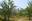India Forest, India Forest Cover, India  Deforested Land, India  Land-Degradation Neutrality, Prakash Javadekar