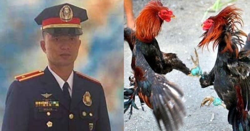 Police Officer Gets Killed By Rooster During Cockfight Raid 