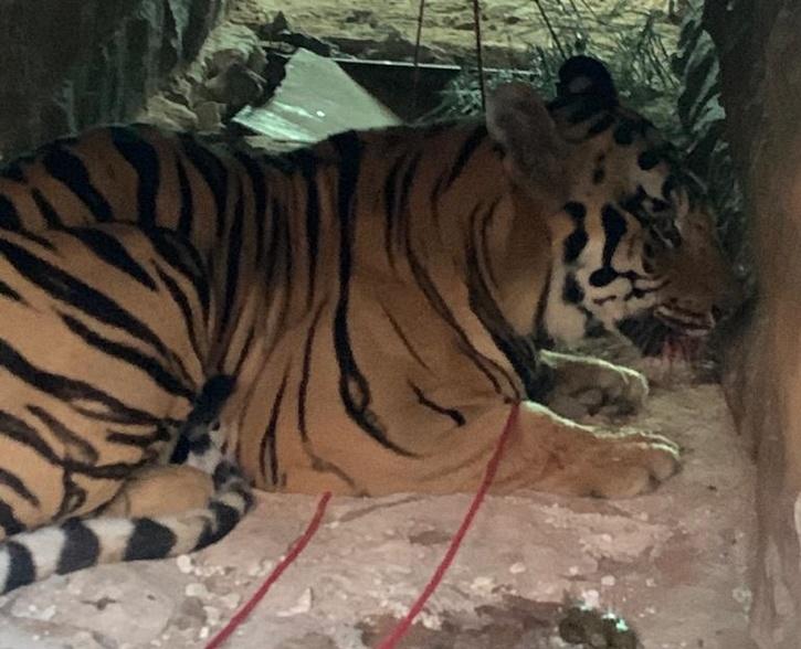 Maharashtra Tiger Blamed For 8 Human Kills, Captured, Set To Spend Rest ...