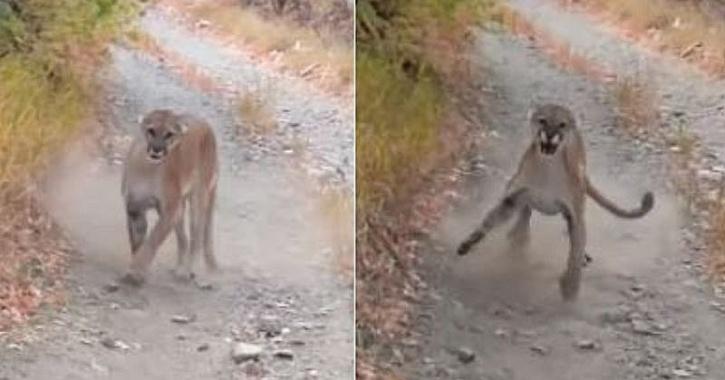 cougar attacks hiker video