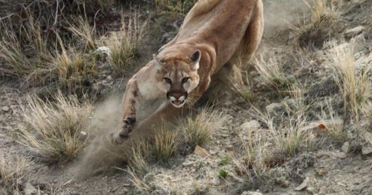 cougar attacks hiker
