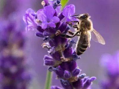 Ban On Bee-Harming Pesticides By France Now Backed By European Top Court