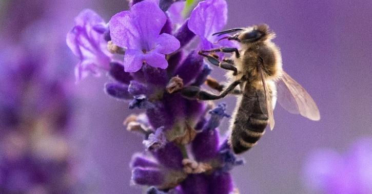 Ban On Bee-Harming Pesticides By France Now Backed By European Top Court