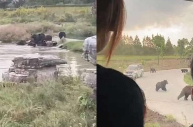 Zoo Worker Killed In Front Of Visitors Zoo Worker Killed In Front Of Visitors