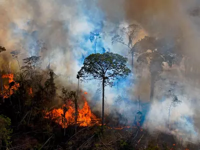 Amazon rainforest dying