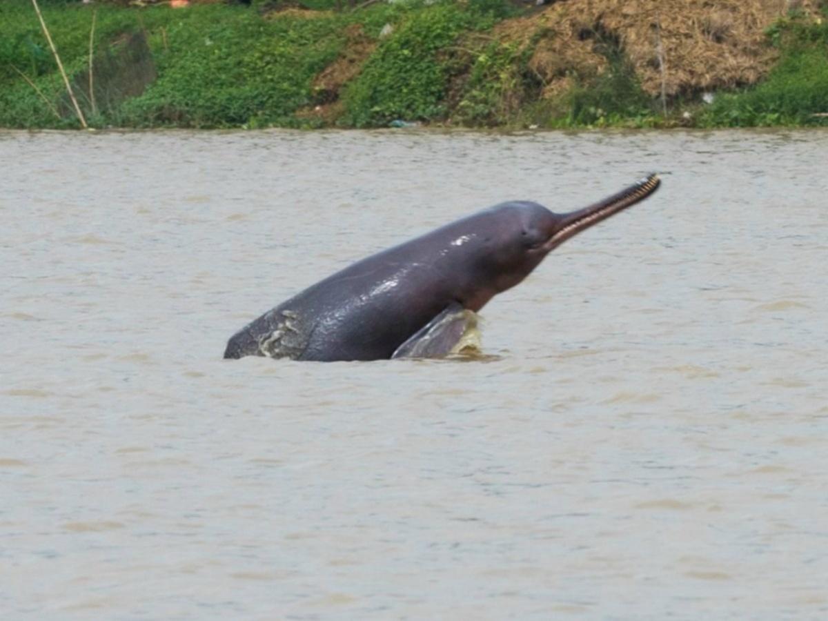 Bengal to conduct census of endangered Gangetic Dolphins